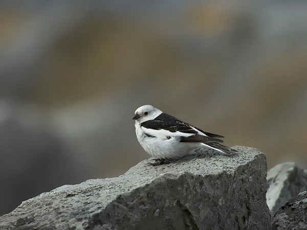 Pulmunen, Snow Bunting, Plectrophenax nivalis